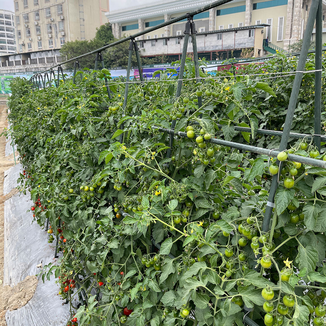 Edena | Plant Climbing Frame Trellis